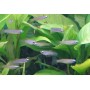 Aplocheilichthys normani Maat M - Afrikaans blauwoogje